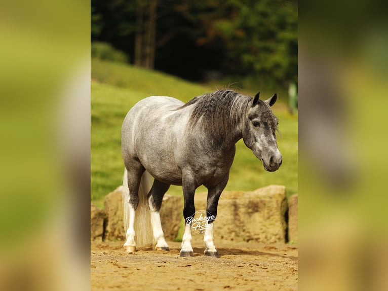 Pony of the Americas Ruin 5 Jaar 114 cm Schimmel in Millersburg