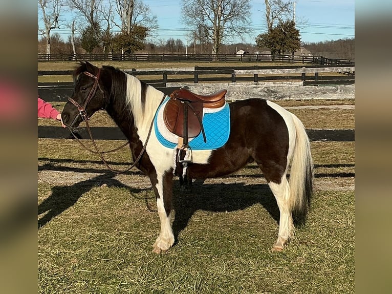 Pony of the Americas Ruin 5 Jaar 122 cm Tobiano-alle-kleuren in Lexington