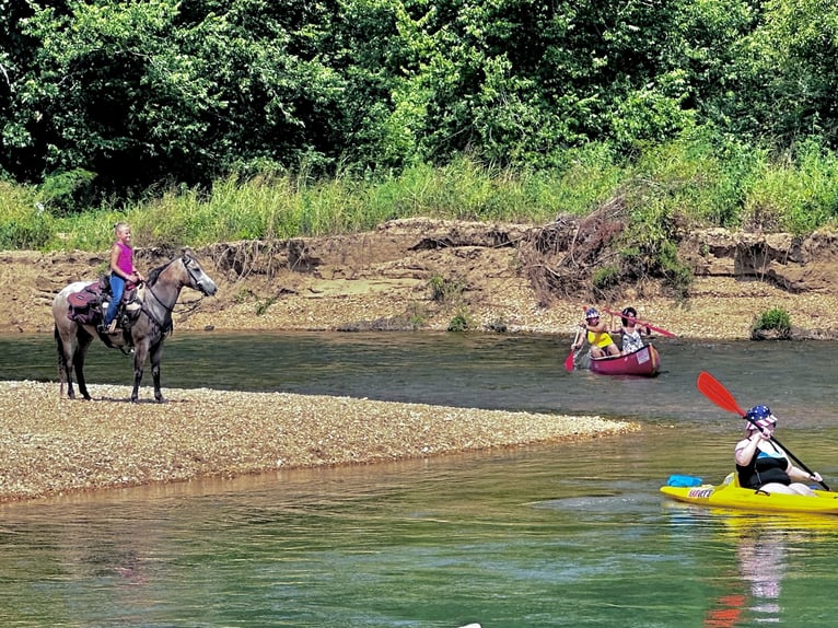 Pony of the Americas Ruin 5 Jaar 132 cm Buckskin in Sedalia