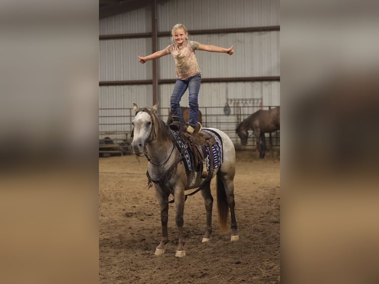 Pony of the Americas Ruin 5 Jaar 132 cm Buckskin in Sedalia