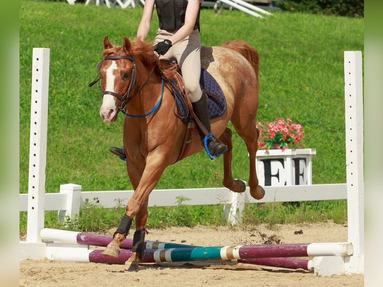 Pony of the Americas Ruin 5 Jaar 140 cm Red Dun in Ridgway