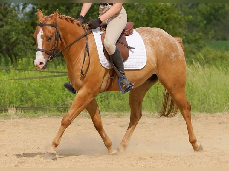 Pony of the Americas Ruin 5 Jaar 140 cm Red Dun in Ridgway