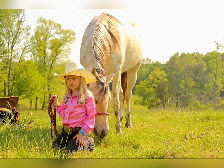 Pony of the Americas Ruin 5 Jaar 142 cm Buckskin in Horton