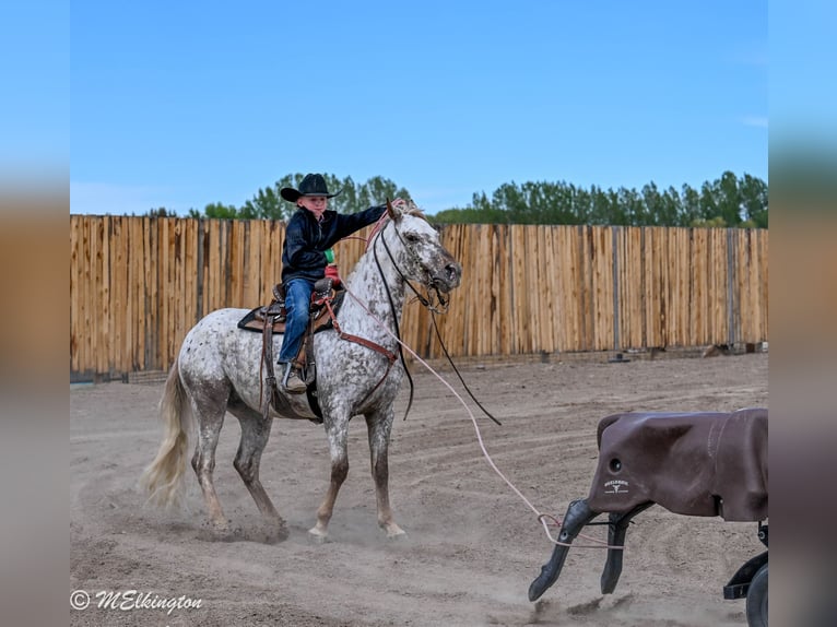 Pony of the Americas Ruin 5 Jaar 142 cm  in Rigby