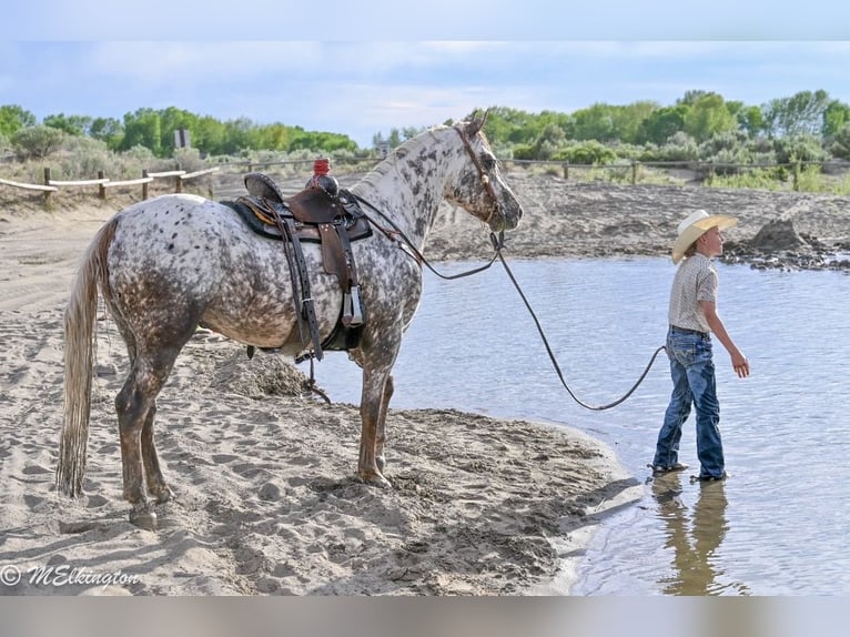 Pony of the Americas Ruin 5 Jaar 142 cm  in Rigby