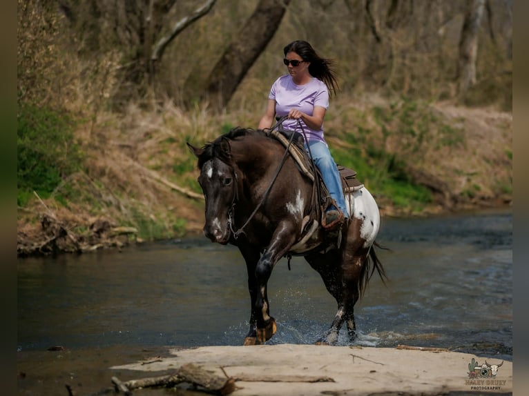 Pony of the Americas Mix Ruin 5 Jaar 145 cm Gevlekt-paard in Auburn