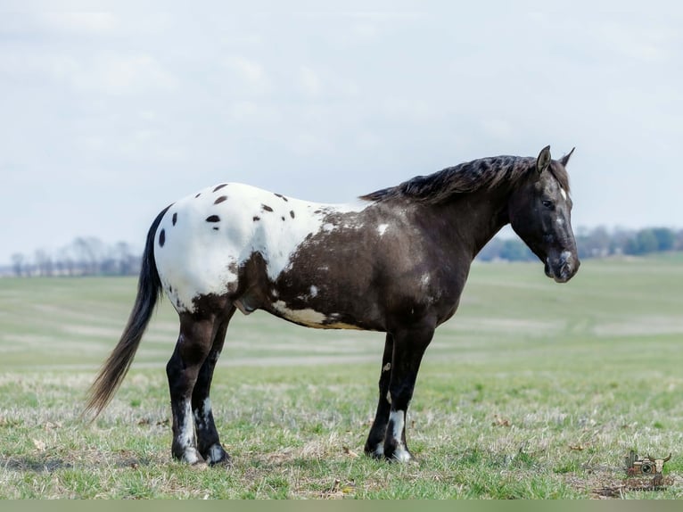 Pony of the Americas Mix Ruin 5 Jaar 145 cm Gevlekt-paard in Auburn
