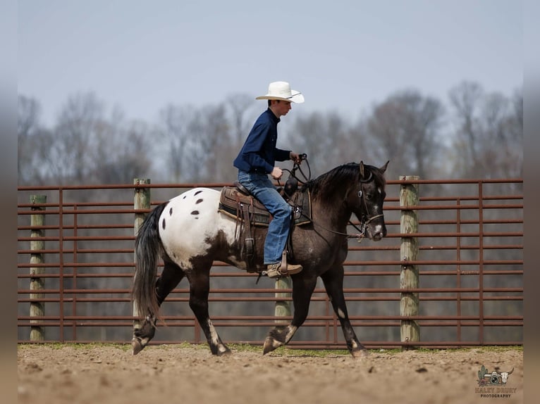 Pony of the Americas Mix Ruin 5 Jaar 147 cm Gevlekt-paard in Auburn