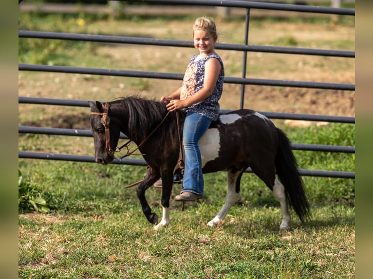 Pony of the Americas Ruin 5 Jaar 91 cm in Ewing KY