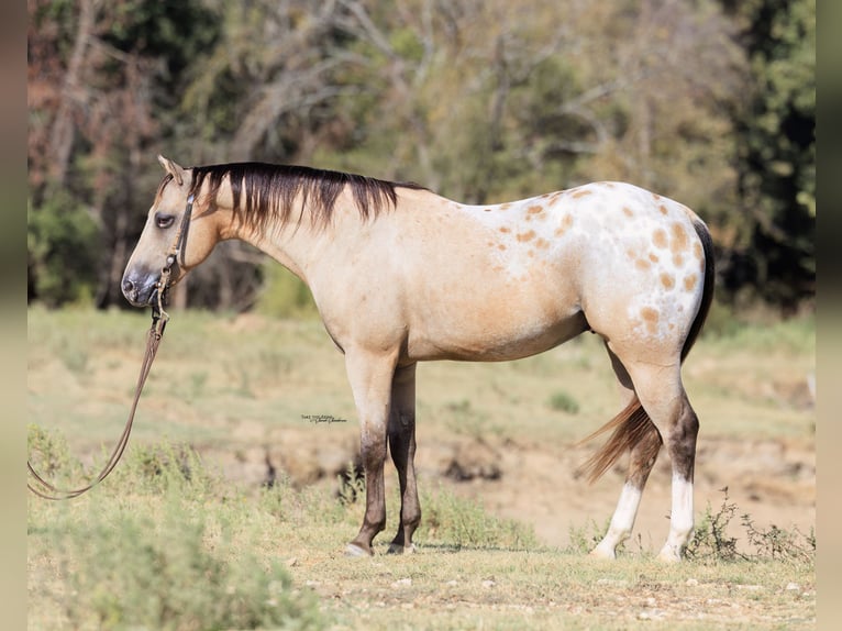 Pony of the Americas Ruin 5 Jaar Buckskin in Madill
