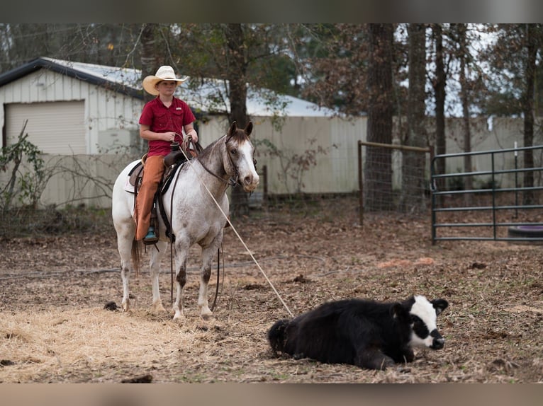 Pony of the Americas Ruin 6 Jaar 137 cm Roan-Red in Bloomburg