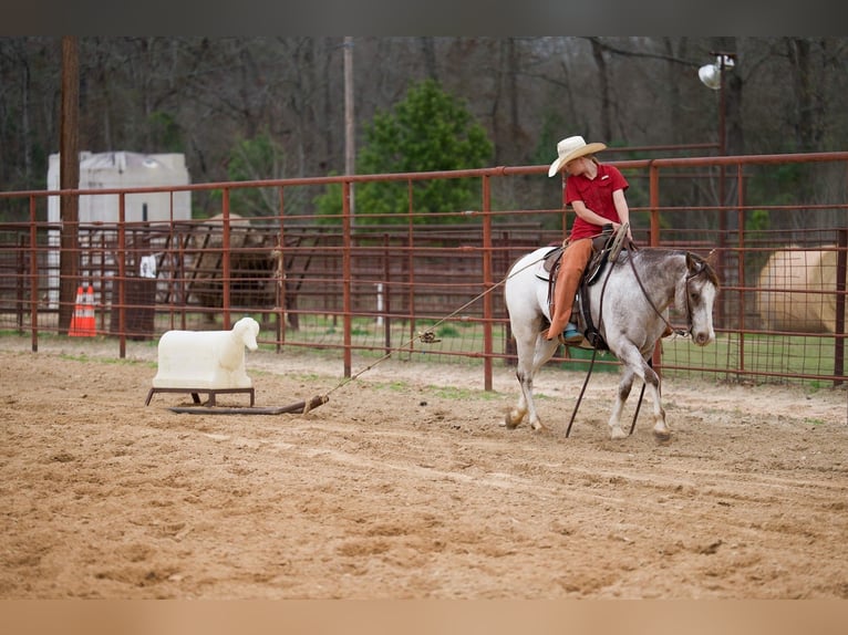 Pony of the Americas Ruin 6 Jaar 137 cm Roan-Red in Bloomburg