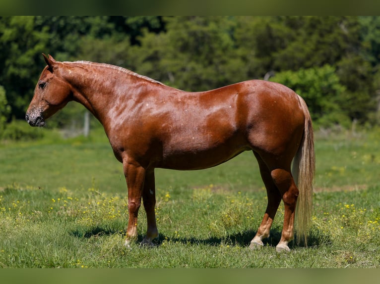 Pony of the Americas Ruin 7 Jaar 142 cm Roodvos in Somerset, Ky