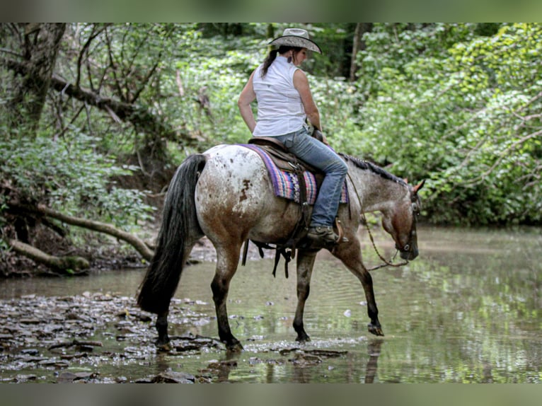 Pony of the Americas Ruin 7 Jaar 147 cm in Robards, KY