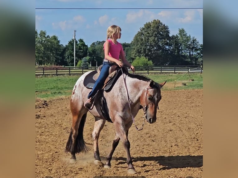 Pony of the Americas Ruin 7 Jaar 147 cm in Robards, KY