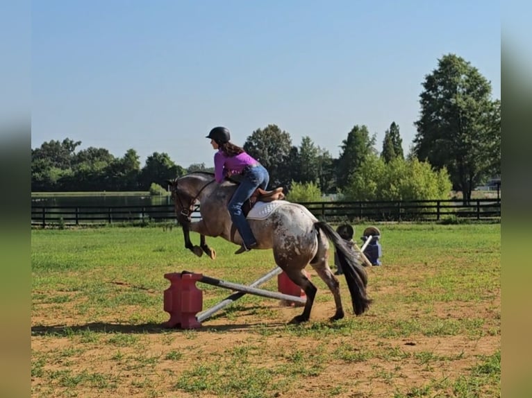 Pony of the Americas Ruin 7 Jaar 147 cm in Robards, KY