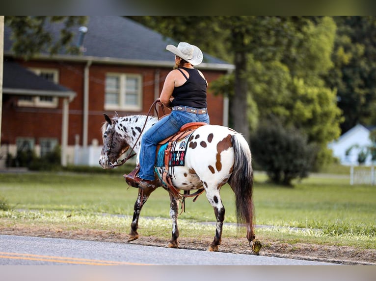 Pony of the Americas Ruin 8 Jaar 135 cm in Mount Hope