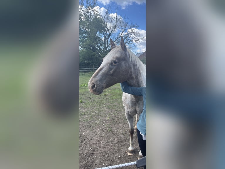 Pony of the Americas Ruin 8 Jaar 154 cm  in Aken