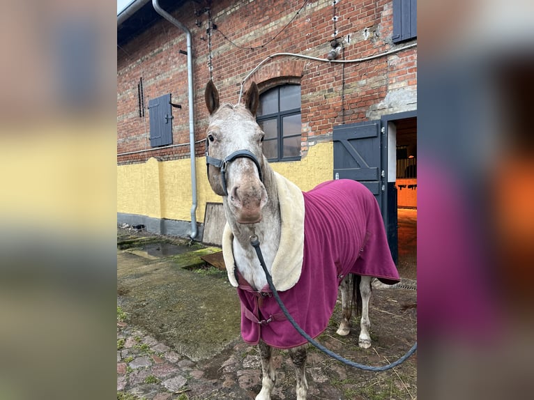 Pony of the Americas Ruin 8 Jaar 154 cm  in Aken