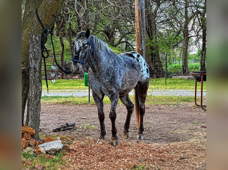 Pony of the Americas Ruin 9 Jaar 137 cm Schimmel in Mount Vernon, MO