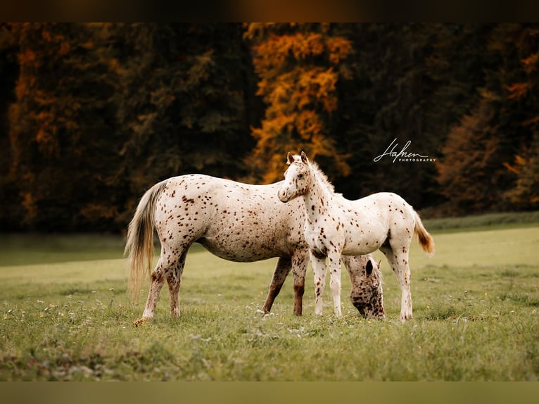 Pony of the Americas Stallion 1 year 13.1 hh Leopard-Piebald in Waldshut-Tiengen