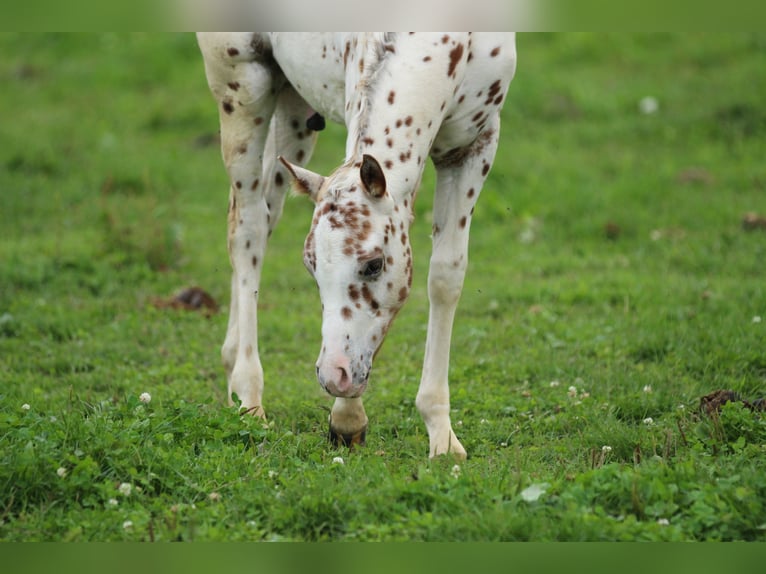 Pony of the Americas Stallion 1 year 13.1 hh Leopard-Piebald in Waldshut-Tiengen