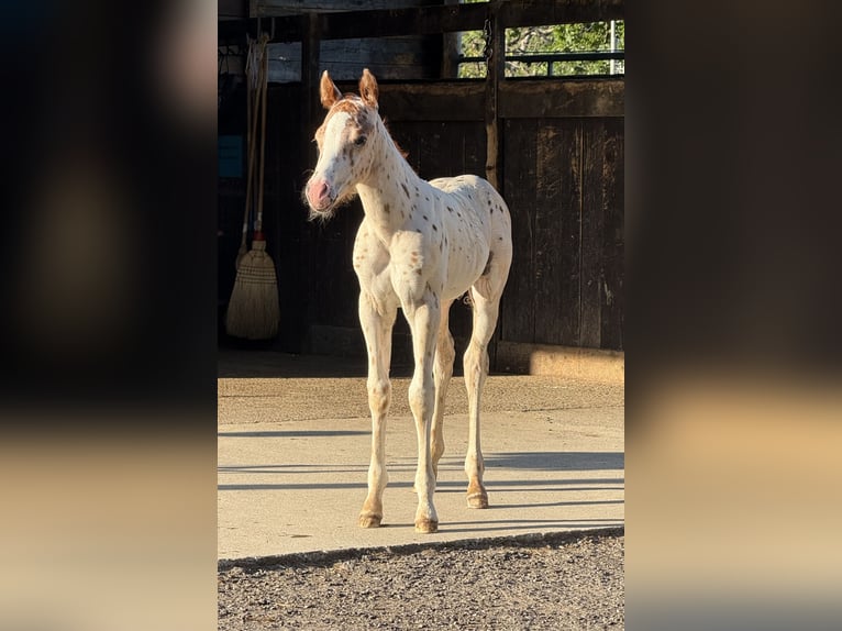 Pony of the Americas Stallion 1 year 13.2 hh Leopard-Piebald in Waldshut-Tiengen