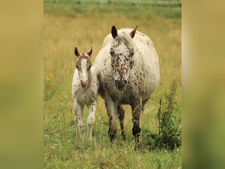 Pony of the Americas Stallion 1 year 13.2 hh Leopard-Piebald in Waldshut-Tiengen