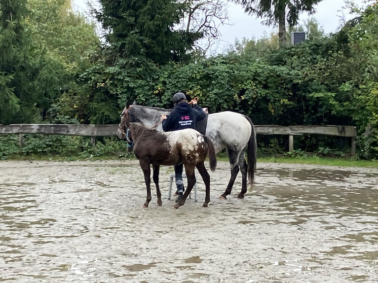 Pony of the Americas Stallion 1 year 14,2 hh Bay-Dark in Wermsdorf