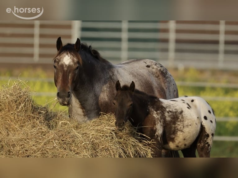 Pony of the Americas Stallion Foal (05/2026) 11.2 hh Leopard-Piebald in Waldshut-Tiengen