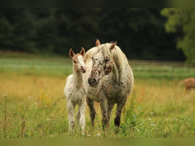 Pony of the Americas Stallion Foal (06/2025) 13,2 hh Leopard-Piebald in Waldshut-Tiengen