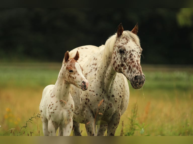 Pony of the Americas Stallion Foal (06/2025) 13,2 hh Leopard-Piebald in Waldshut-Tiengen
