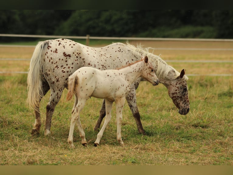 Pony of the Americas Stallion Foal (06/2025) 13,2 hh Leopard-Piebald in Waldshut-Tiengen