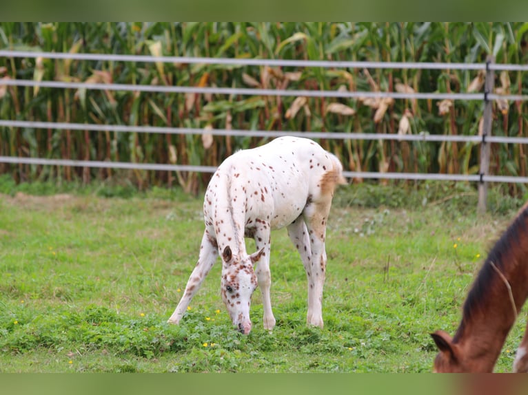 Pony of the Americas Stallion Foal (06/2025) 13,2 hh Leopard-Piebald in Waldshut-Tiengen