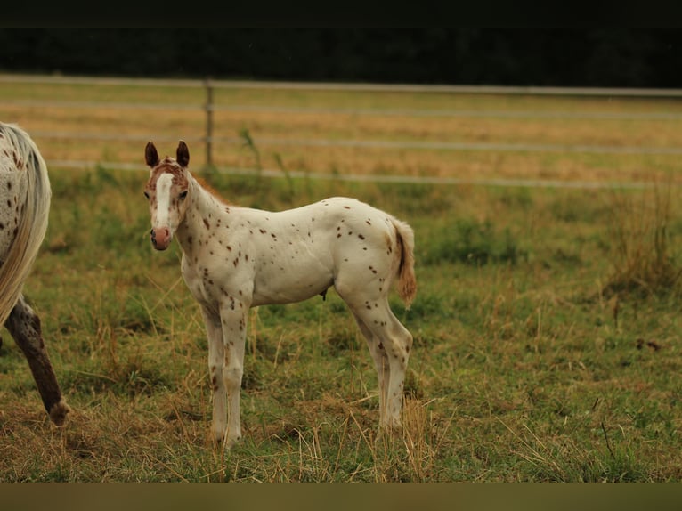 Pony of the Americas Stallion Foal (06/2025) 13,2 hh Leopard-Piebald in Waldshut-Tiengen