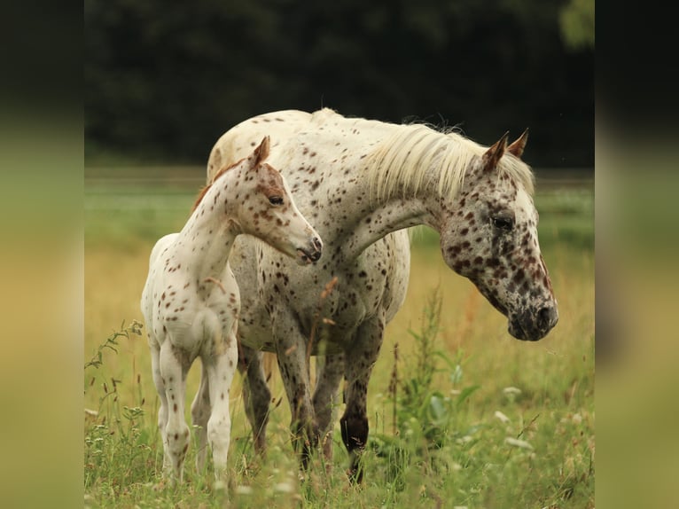Pony of the Americas Stallion Foal (06/2025) 13,2 hh Leopard-Piebald in Waldshut-Tiengen
