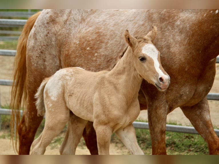 Pony of the Americas Stallion Foal (01/2026) 14.1 hh Red Dun in Quitzdorf am See