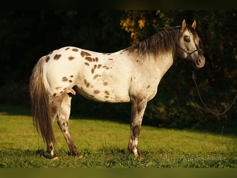 Pony of the Americas Stallion Foal (01/2026) 14.1 hh Red Dun in Quitzdorf am See