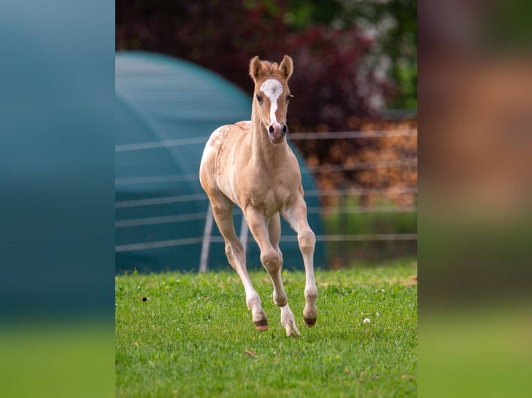 Pony of the Americas Stallion Foal (01/2026) 14.1 hh Red Dun in Quitzdorf am See