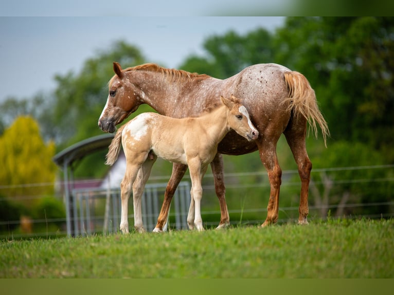 Pony of the Americas Stallion Foal (01/2026) 14.1 hh Red Dun in Quitzdorf am See