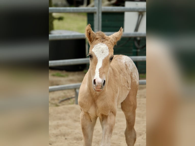 Pony of the Americas Stallion Foal (01/2026) 14.1 hh Red Dun in Quitzdorf am See