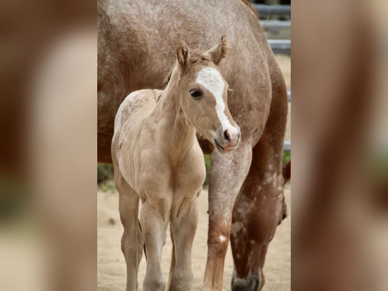 Pony of the Americas Stallion Foal (01/2026) 14,1 hh Red Dun in Quitzdorf am See