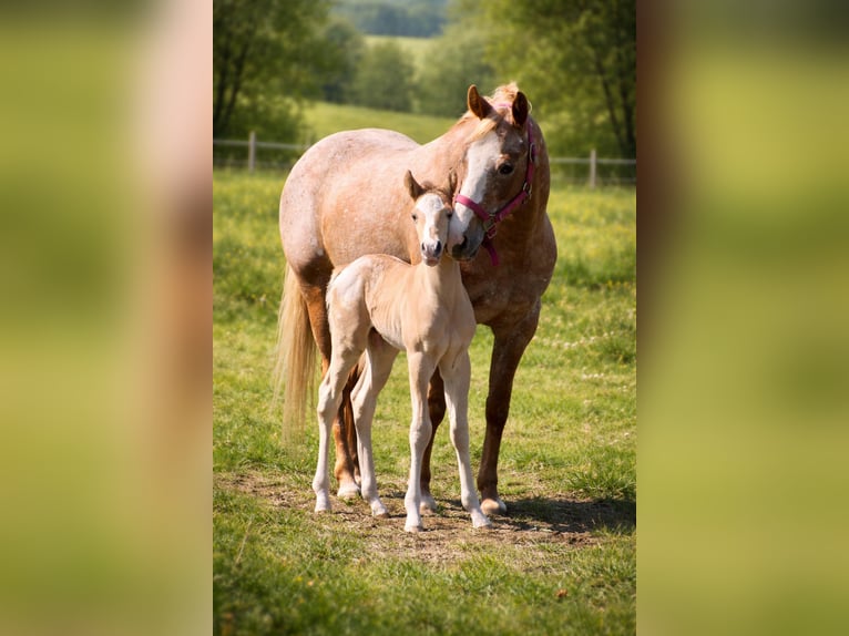 Pony of the Americas Stallion Foal (01/2026) 14,1 hh Red Dun in Quitzdorf am See