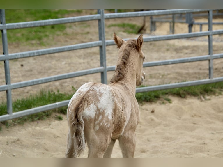 Pony of the Americas Stallion Foal (01/2026) 14,1 hh Red Dun in Quitzdorf am See