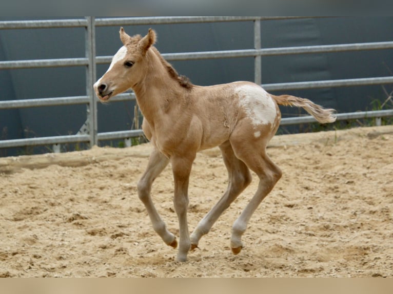 Pony of the Americas Stallion Foal (01/2026) 14,1 hh Red Dun in Quitzdorf am See