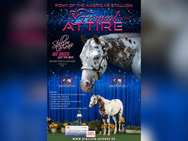 Pony of the Americas Stallion Leopard-Piebald in Waldshut-Tiengen