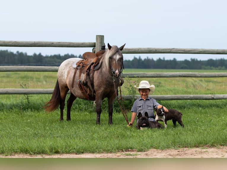 Pony of the Americas Stute 11 Jahre 114 cm Roan-Bay in Nevis
