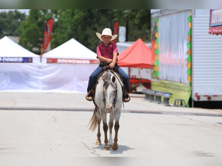 Pony of the Americas Stute 11 Jahre in Joshua, TX