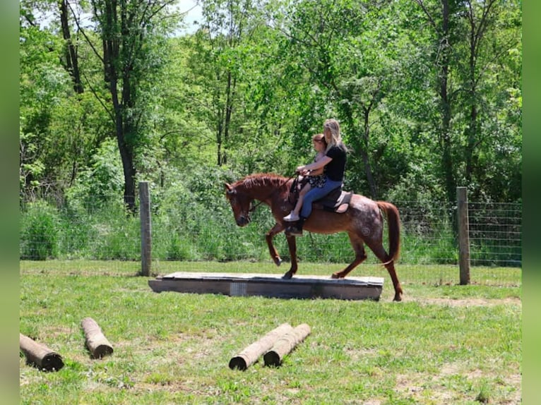 Pony of the Americas Stute 12 Jahre 132 cm Dunkelfuchs in Howell