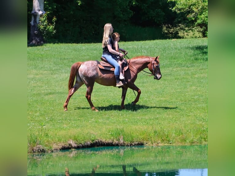 Pony of the Americas Stute 12 Jahre 132 cm Dunkelfuchs in Howell